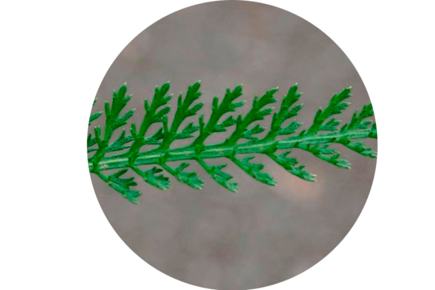 Blätter von Achillea Millefolium - Zusammensetzung Normadex