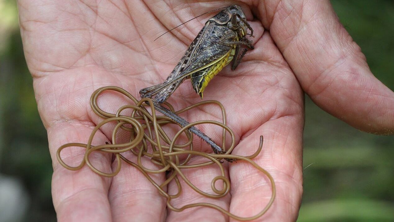 Parasiten