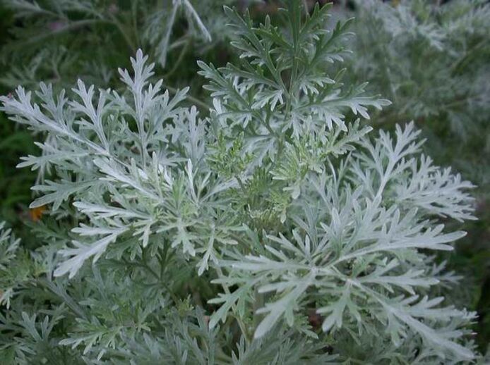 Sagebrush