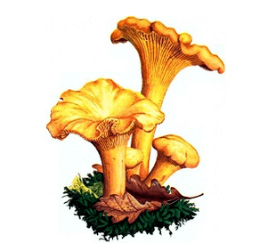 Füchse