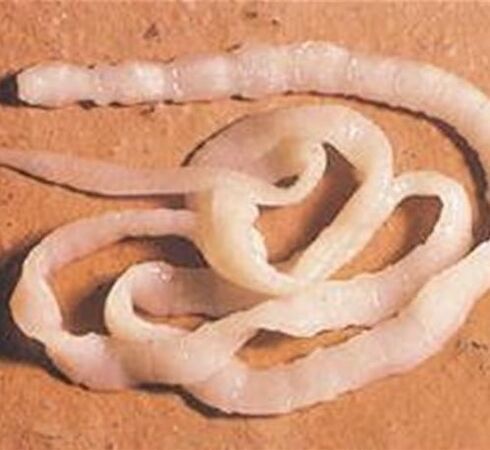 Breites Klebeband