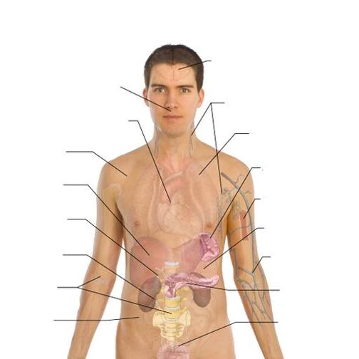 Anzeichen für das Vorhandensein von Parasiten in verschiedenen Organen