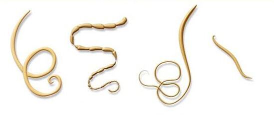 häufigsten Arten von Parasiten