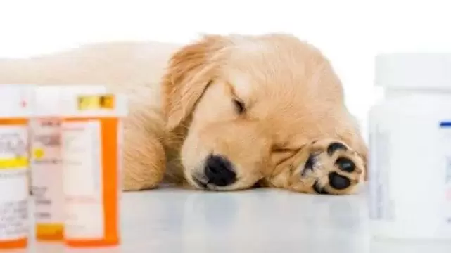 Medikamente zur Vorbeugung von Würmern bei Hunden.